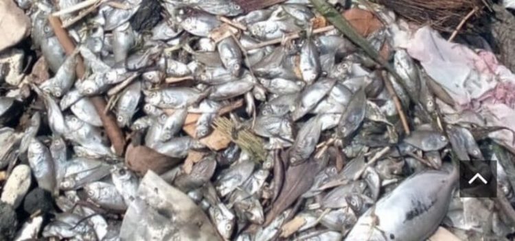 Ribuan Ikan Mati Ditepi Pantai Sasa Ternate