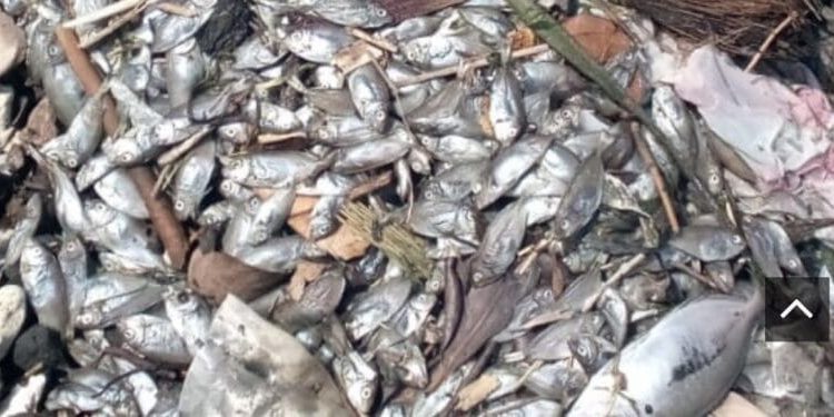 Ribuan Ikan Mati Ditepi Pantai Sasa Ternate