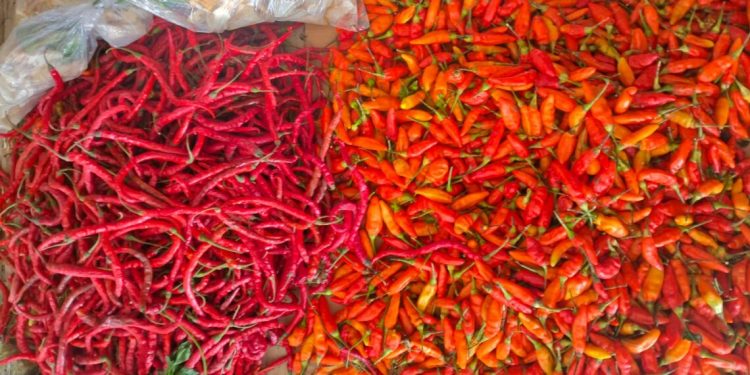 Harga Cabe Merah dah Keriting Mengalami Tekanan Kuat